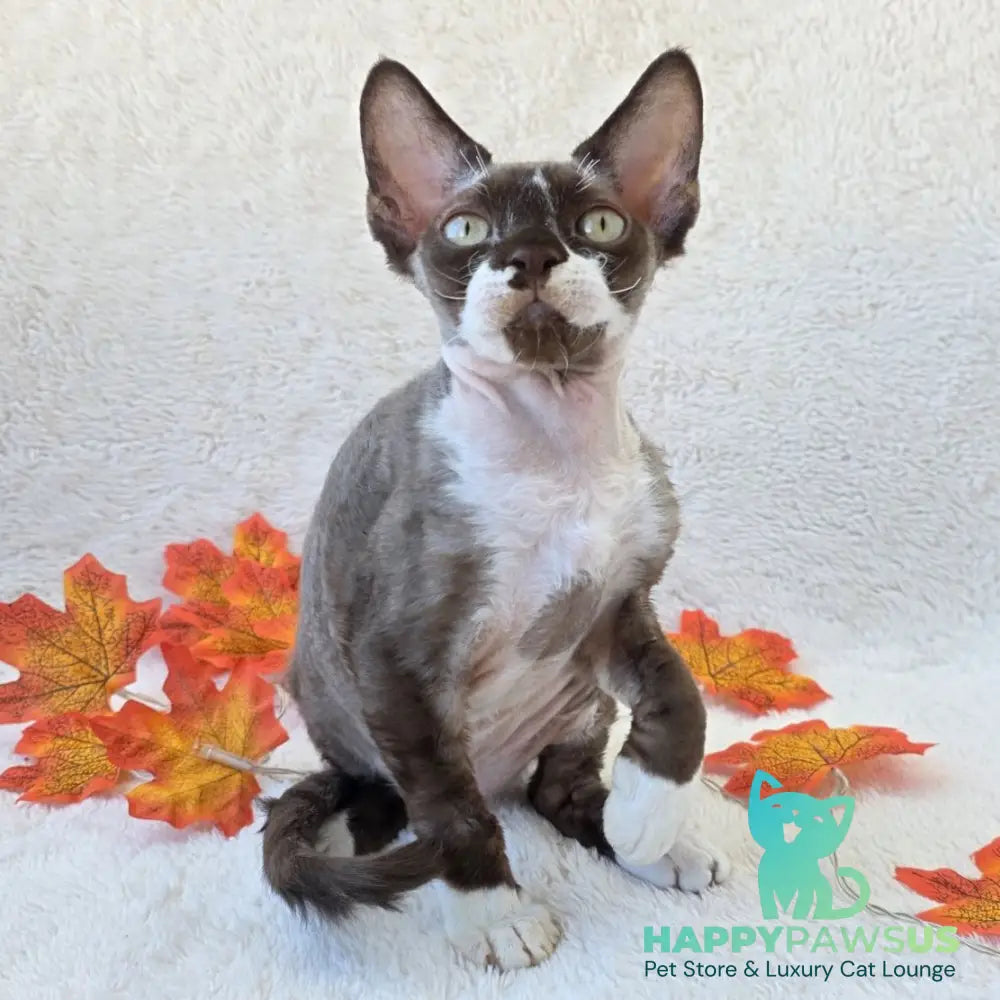 Eclair Devon Rex male chocolate bicolour - live animals