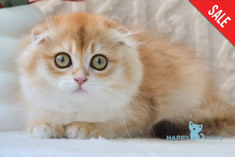 Еclair Scottish Fold male black golden chinchilla live animals