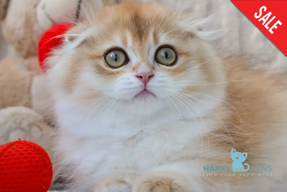 Еclair Scottish Fold male black golden chinchilla live animals