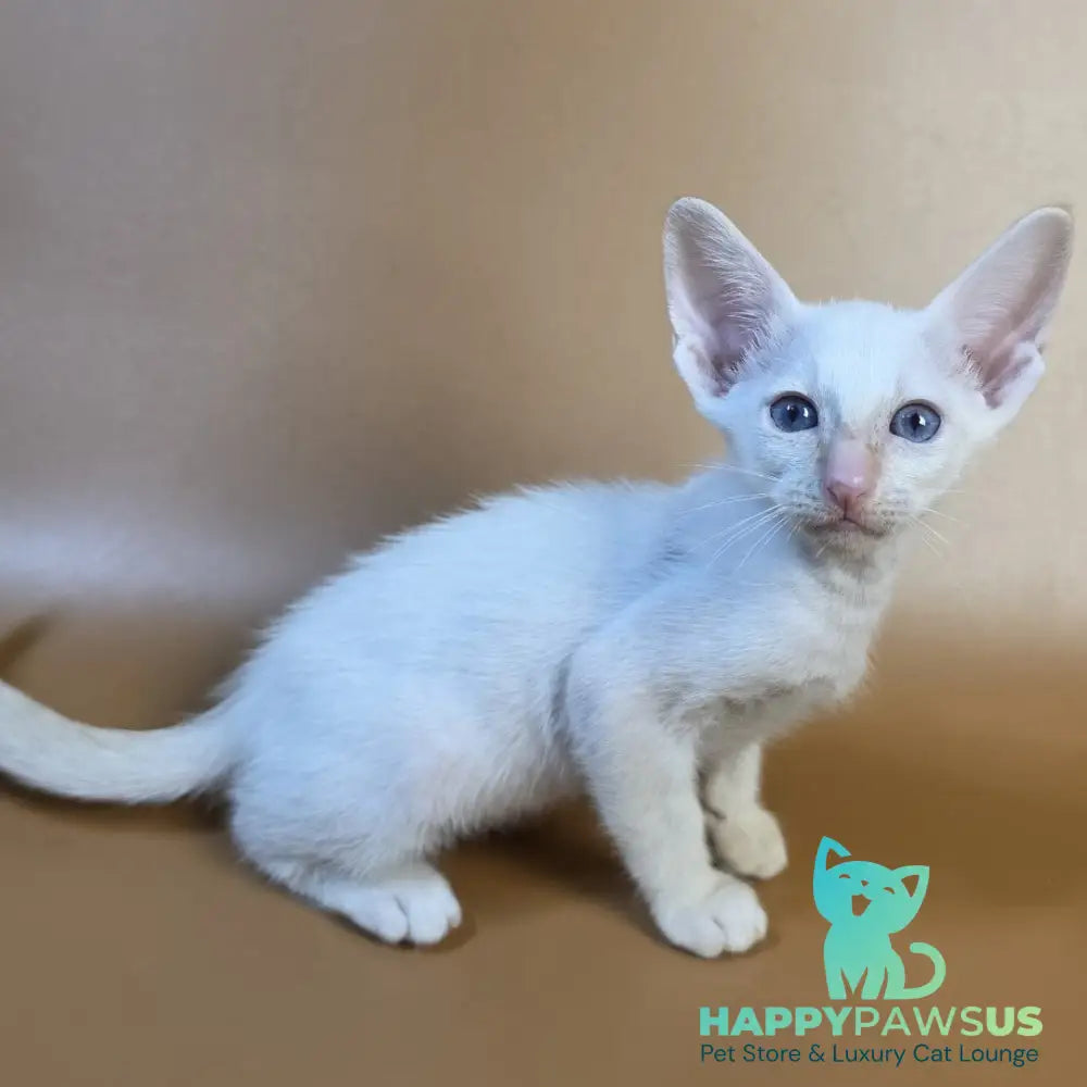 Eclair Siamese male red - live animals