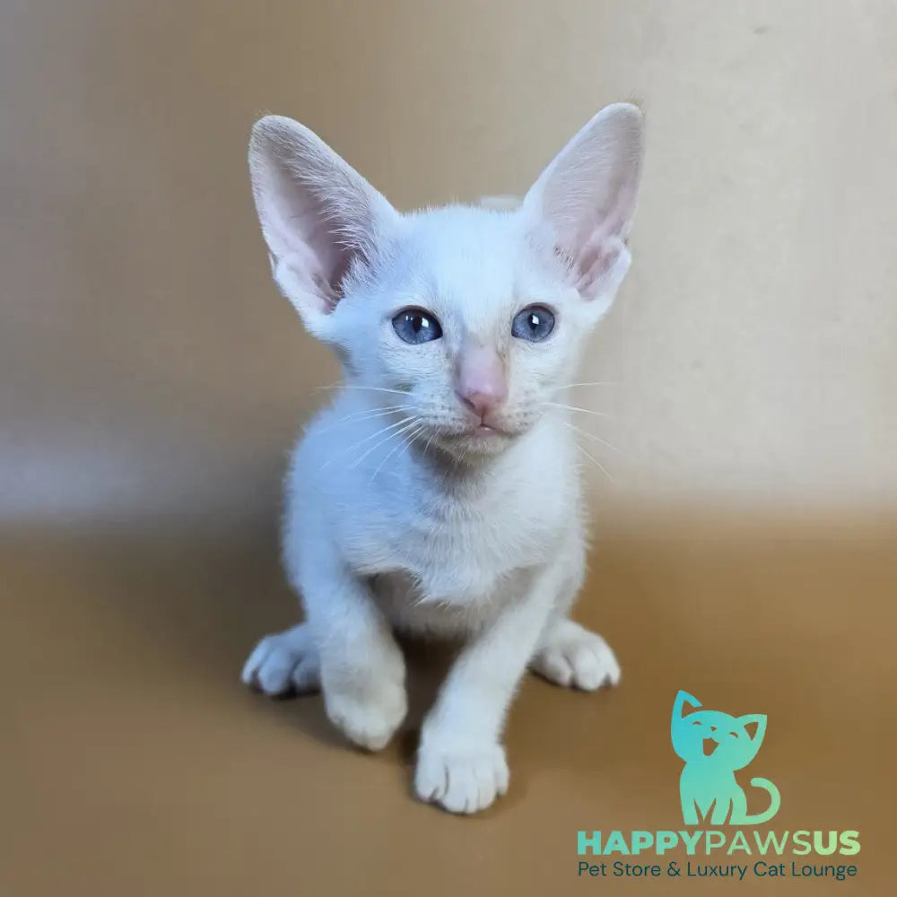 Eclair Siamese male red - live animals