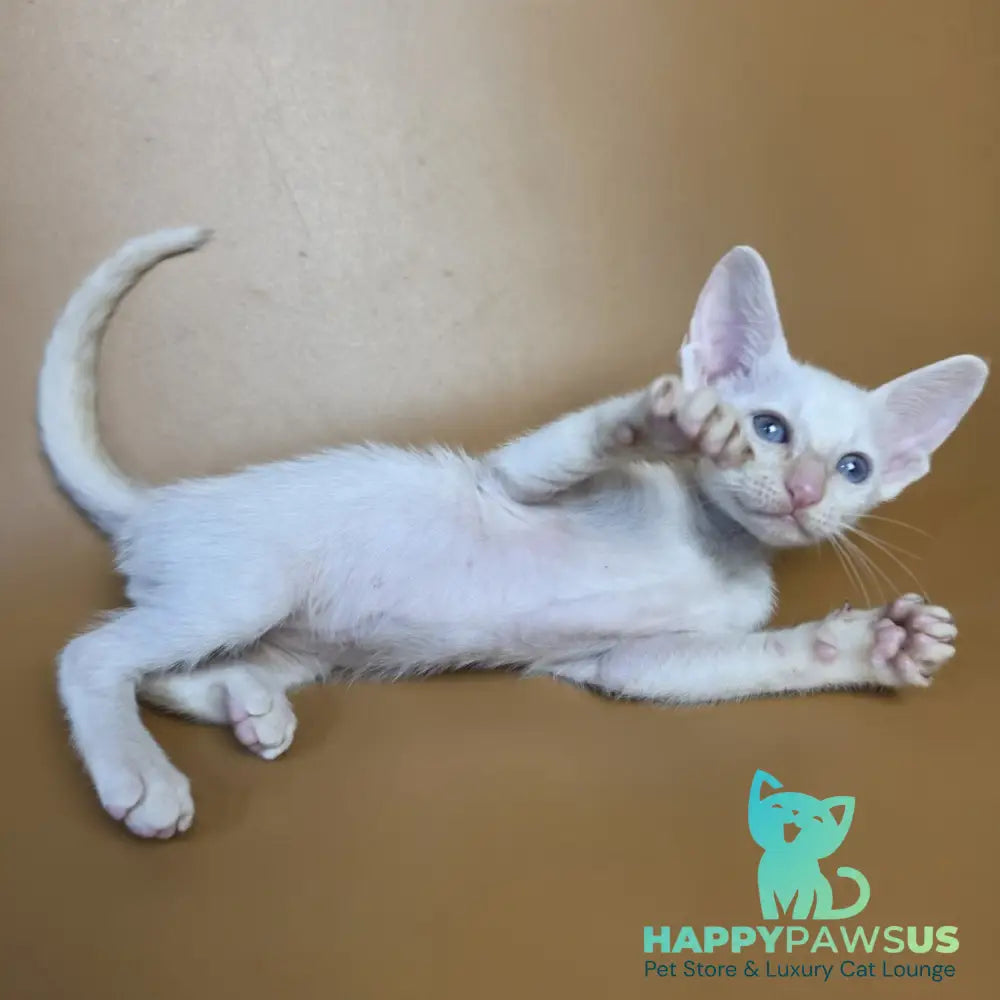 Eclair Siamese male red - live animals