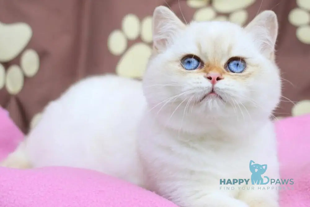 Ecler British Shorthair male black golden shaded pointed live animals