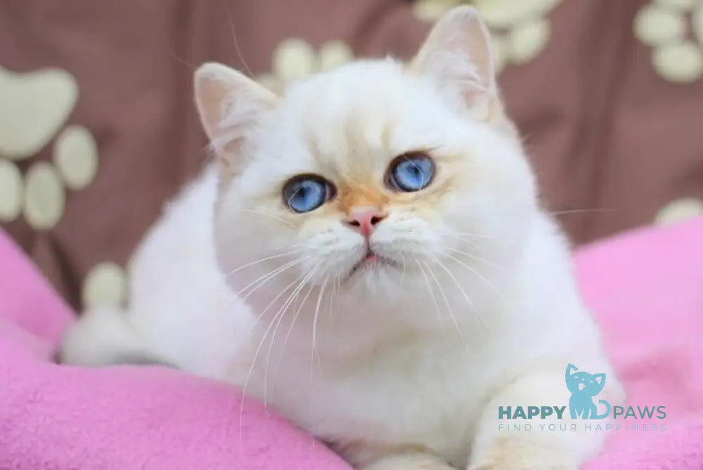 Ecler British Shorthair male black golden shaded pointed live animals