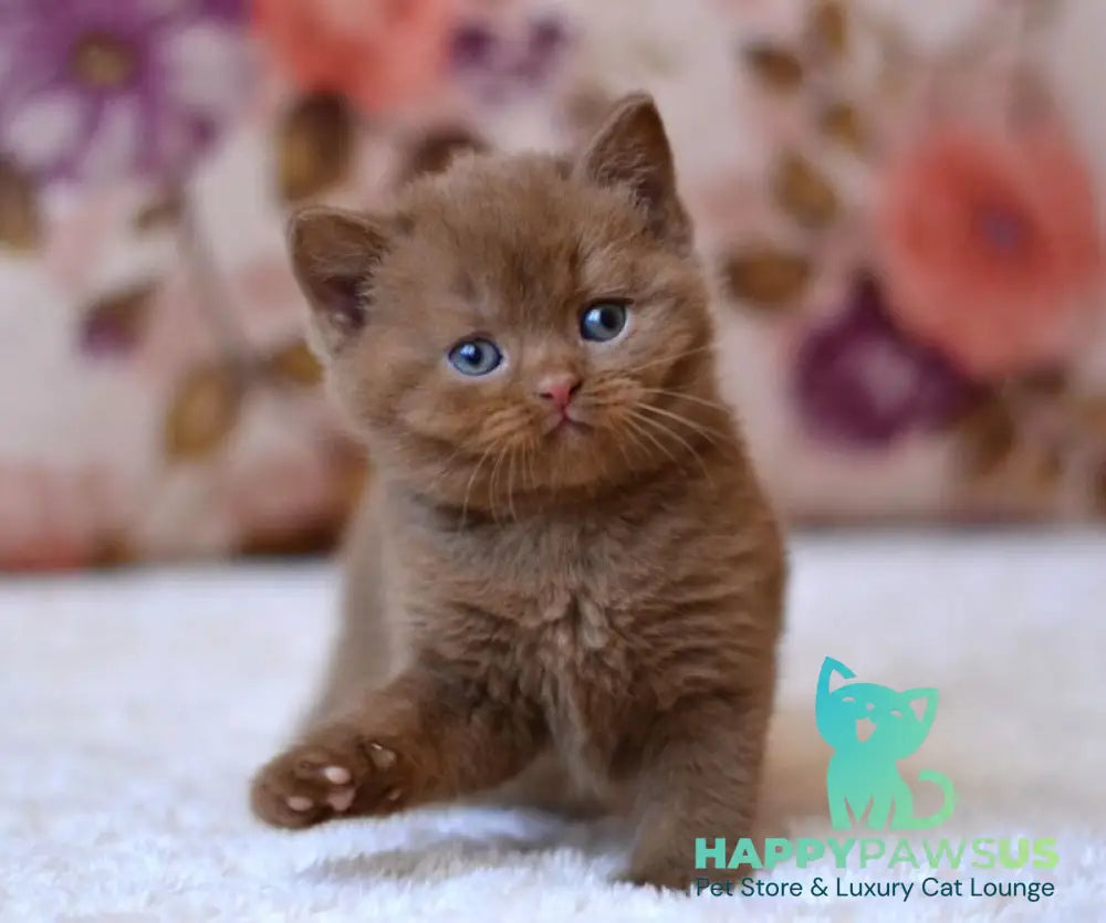 Ecler British Shorthair male cinnamon - live animals