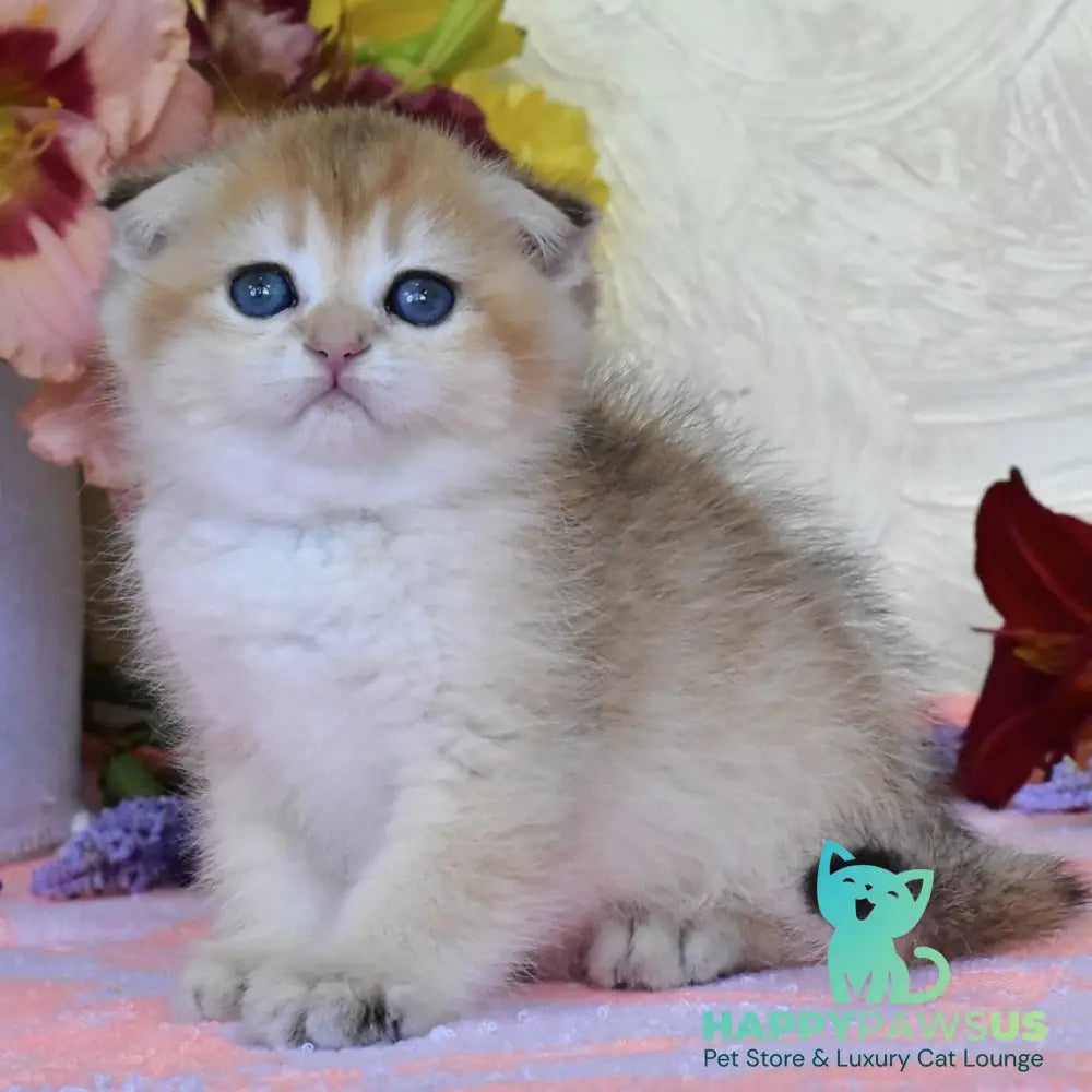 Ecler Scottish Fold male black golden shaded - live animals