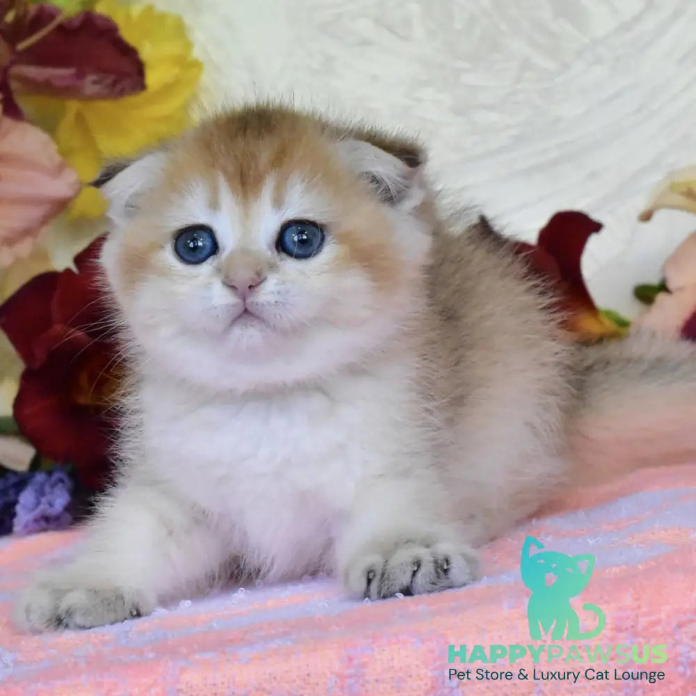 Ecler Scottish Fold male black golden shaded - live animals