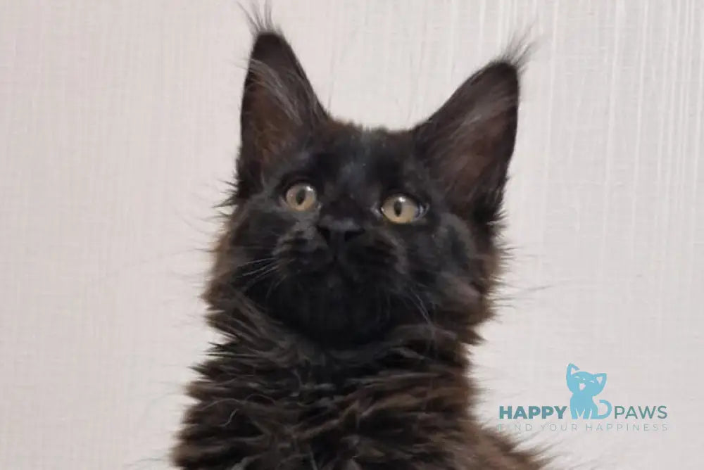 Eclipse Maine Coon female black live animals