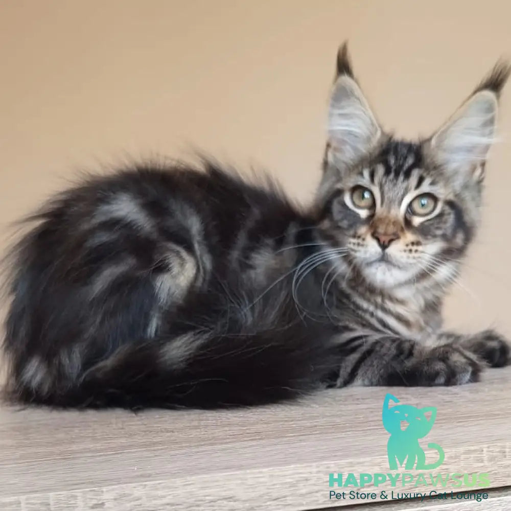 Eda Maine Coon female black tabby - live animals