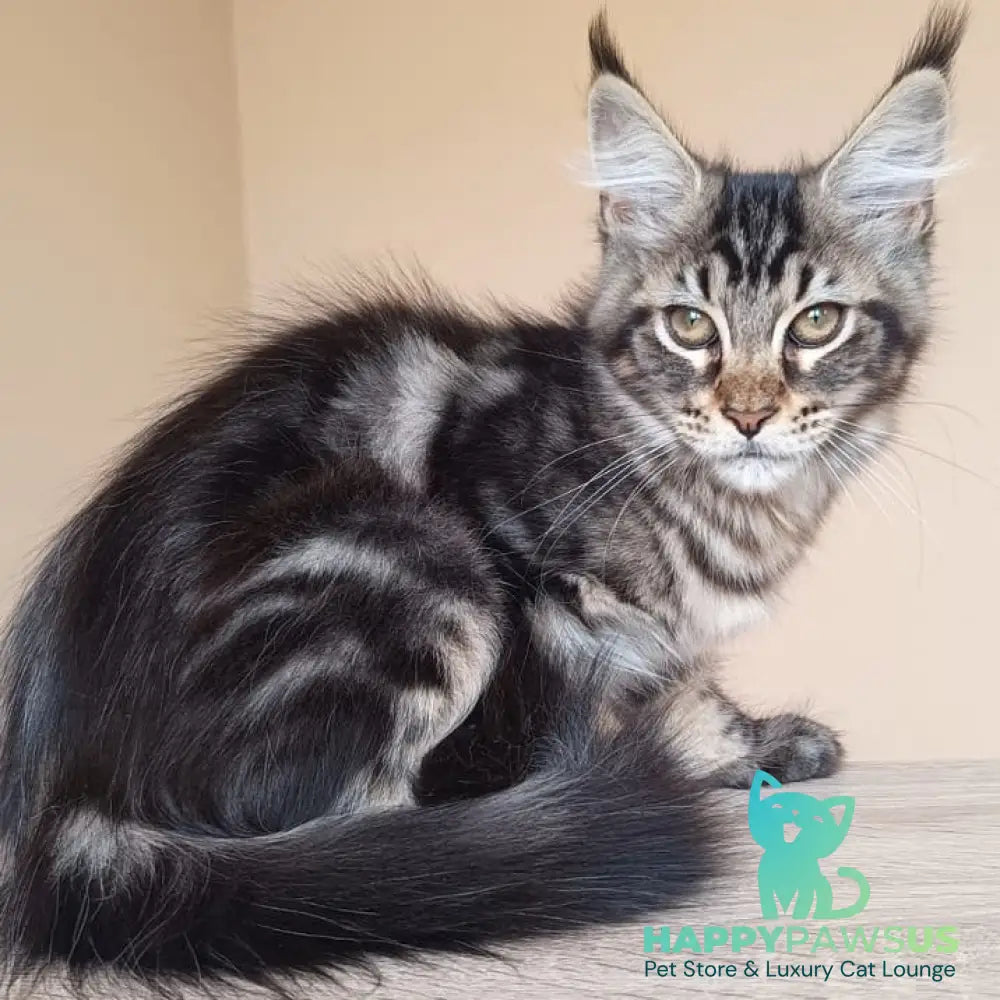 Eda Maine Coon female black tabby - live animals