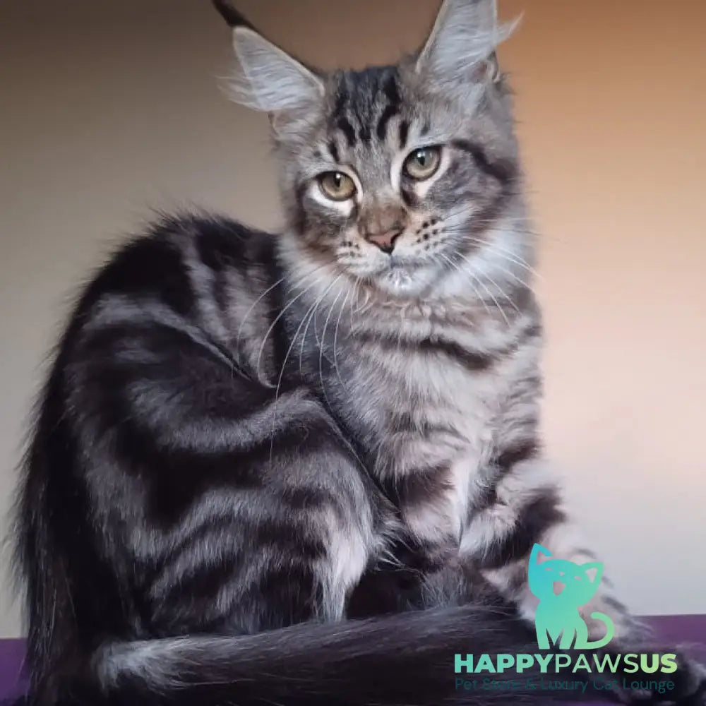 Eda Maine Coon female black tabby - live animals