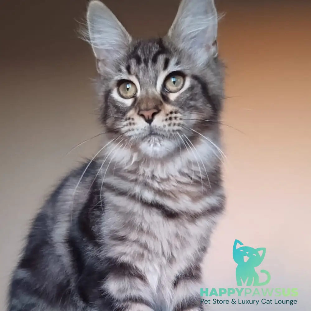 Eda Maine Coon female black tabby - live animals