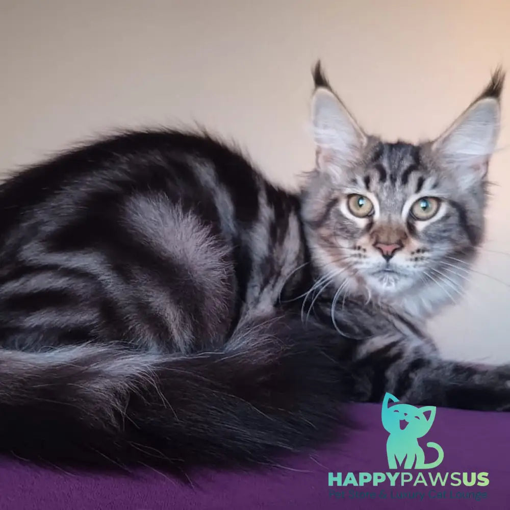 Eda Maine Coon female black tabby - live animals