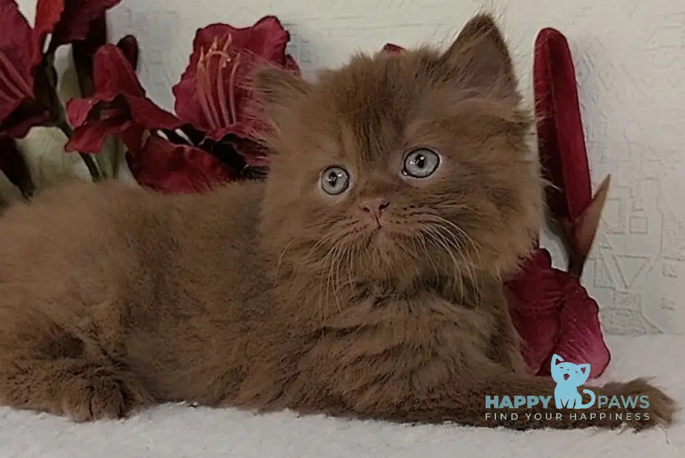 Eddi British Longhair male cinnamon live animals