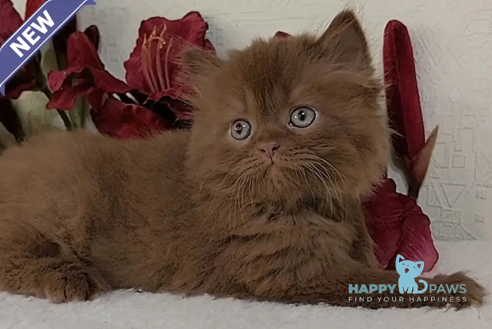 Eddi British Longhair male cinnamon live animals