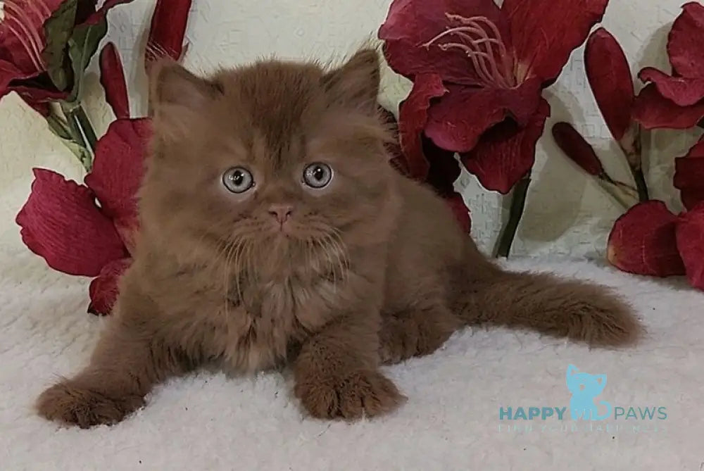 Eddi British Longhair male cinnamon live animals