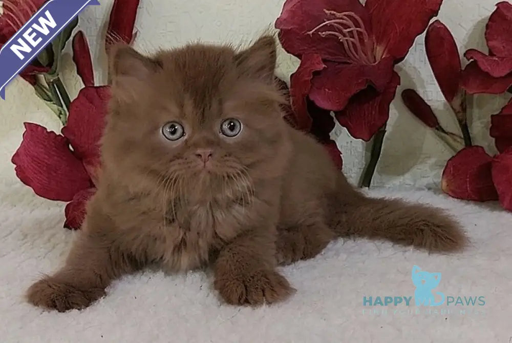 Eddi British Longhair male cinnamon live animals