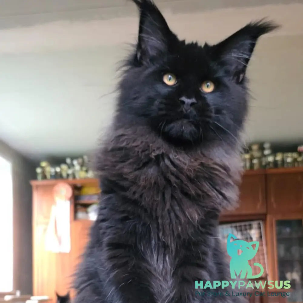 Eddi Maine Coon male black - live animals