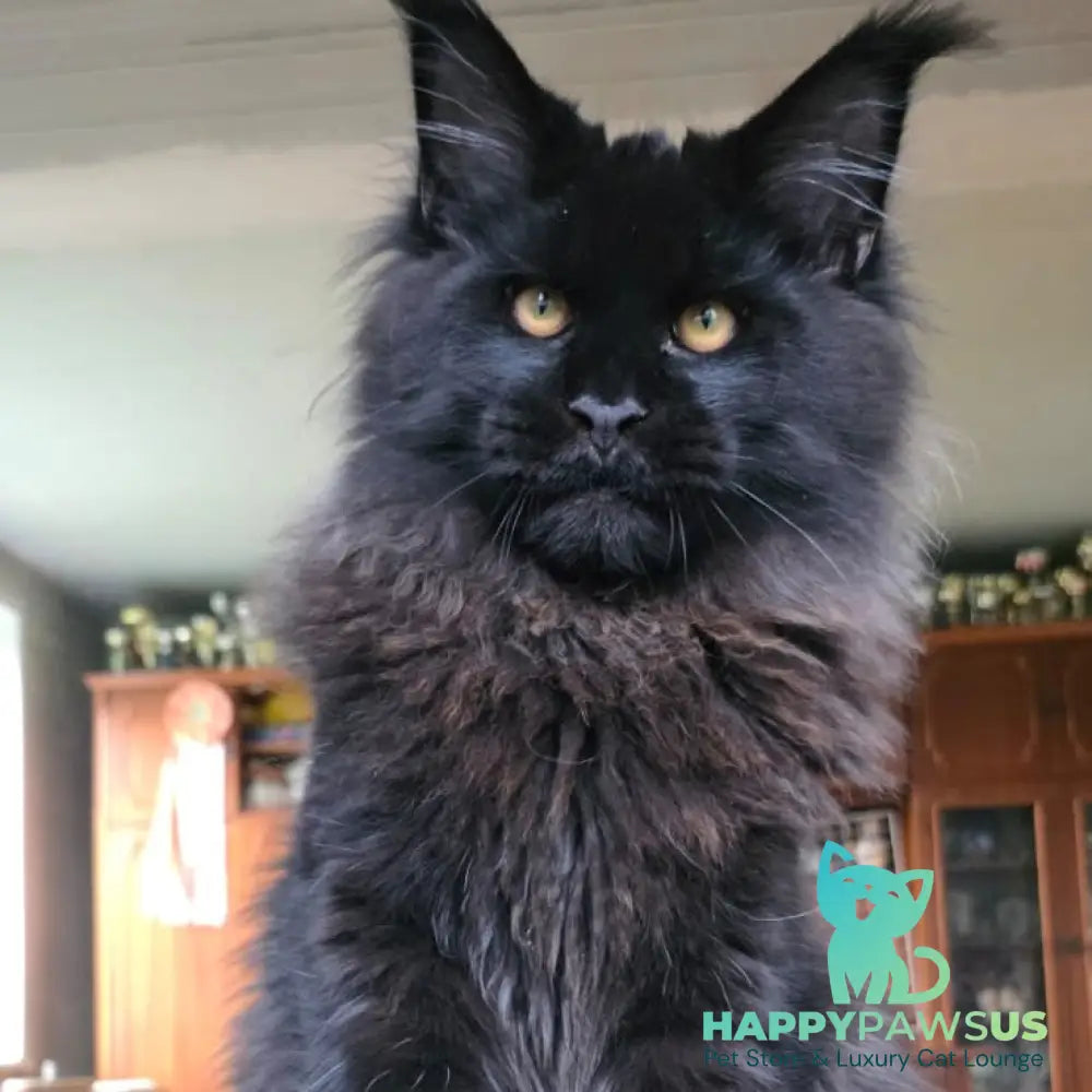 Eddi Maine Coon male black - live animals