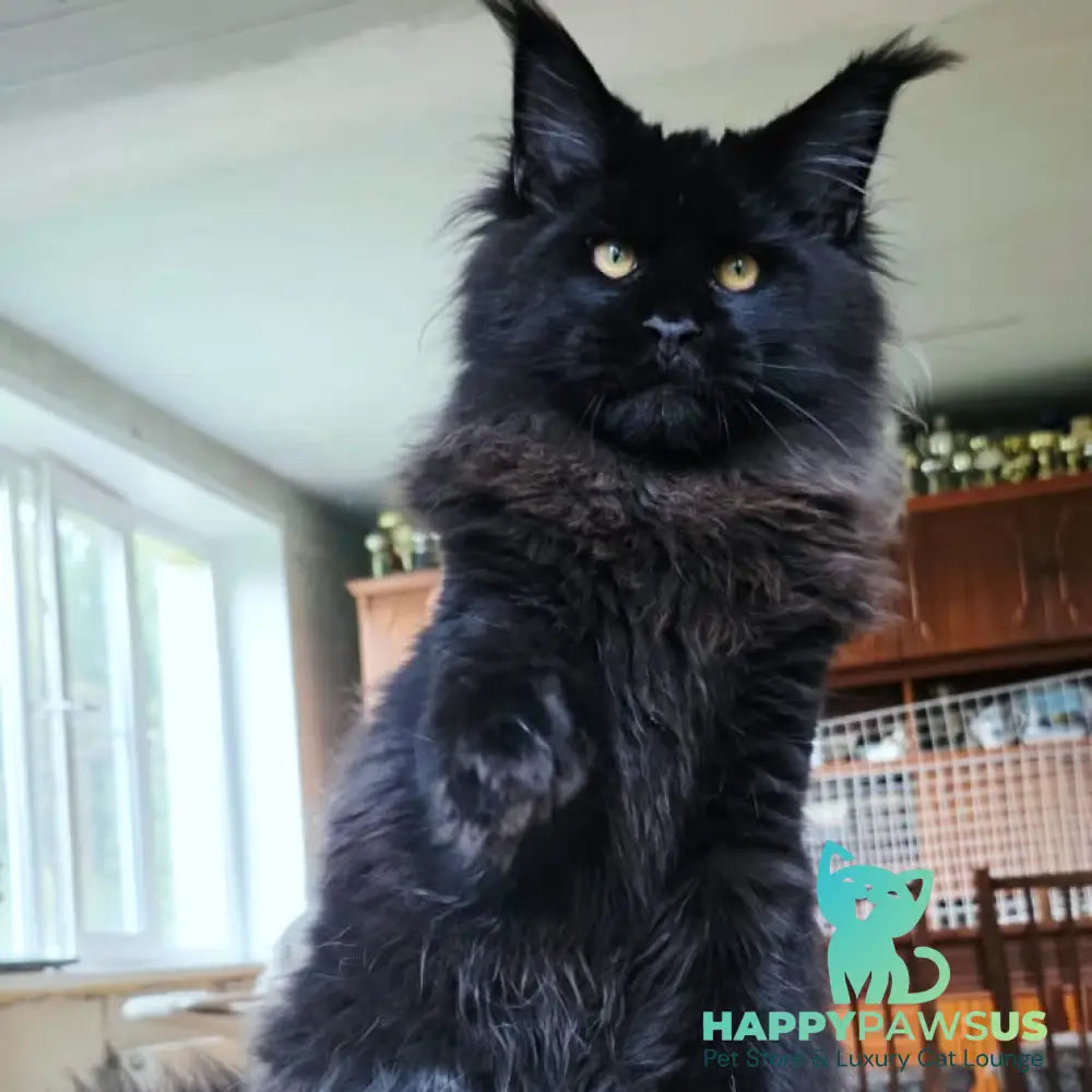 Eddi Maine Coon male black - live animals