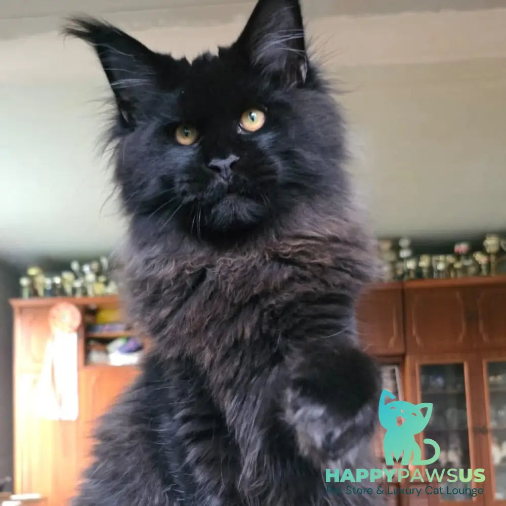 Eddi Maine Coon male black - live animals