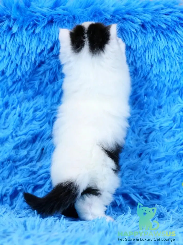 Eddi Scottish Straight male black tabby harlequin live animals
