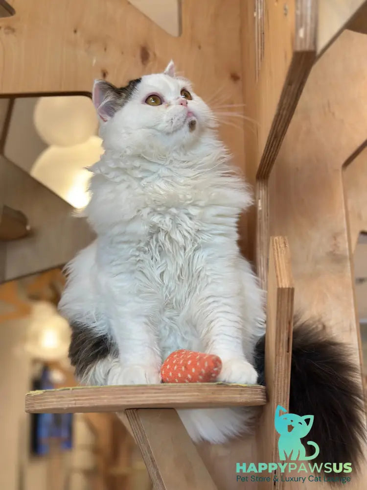Eddi Scottish Straight male black tabby harlequin - live animals