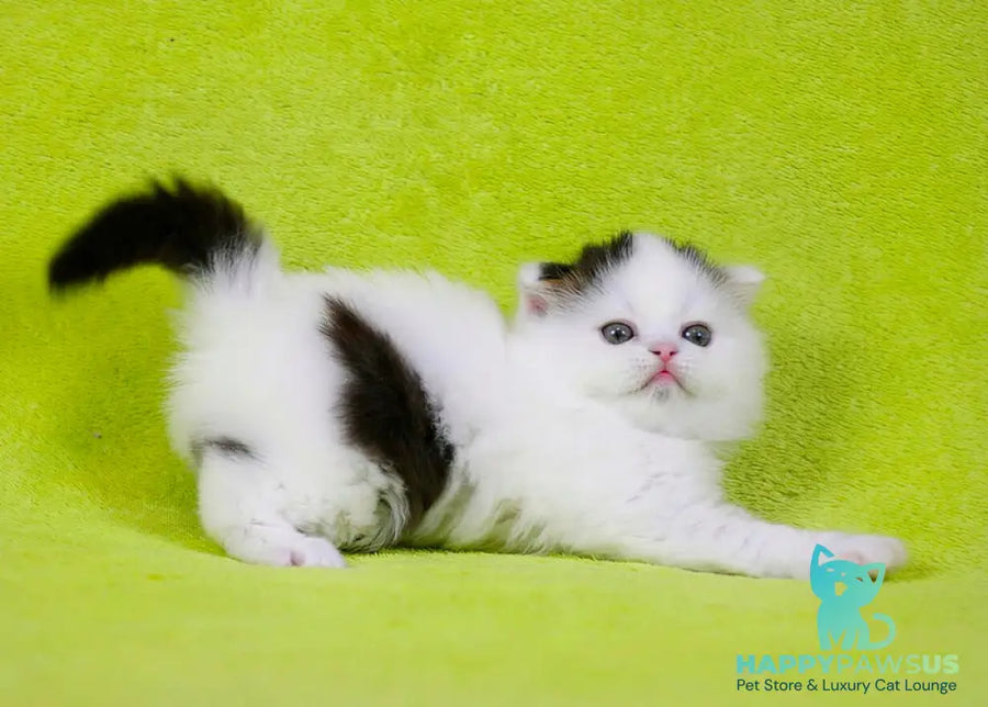 Eddi Scottish Straight male black tabby harlequin live animals
