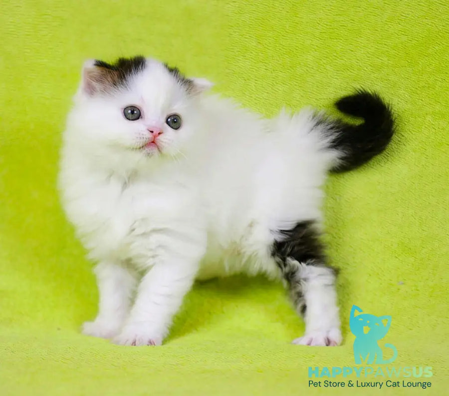 Eddi Scottish Straight male black tabby harlequin live animals