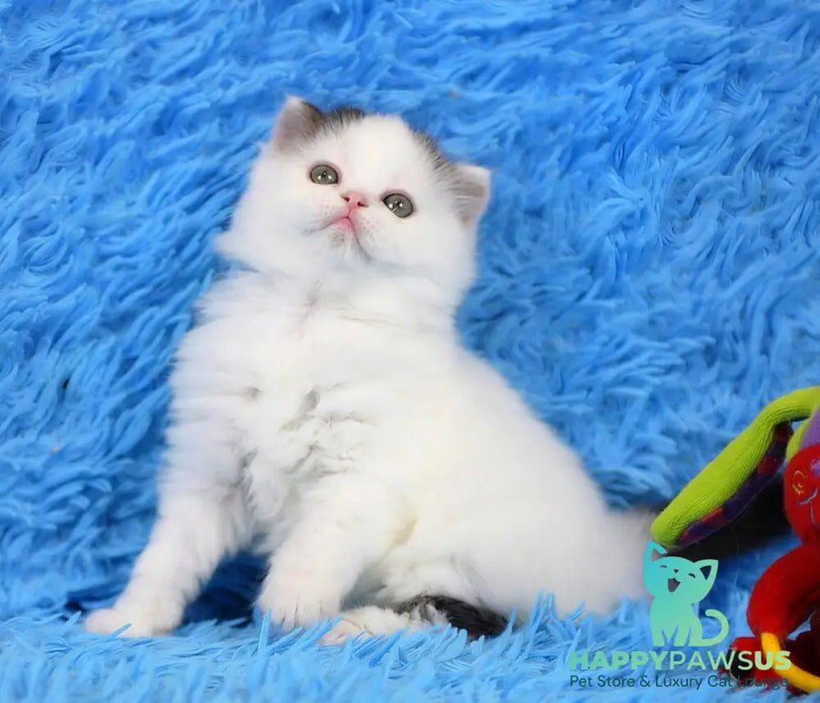 Eddi Scottish Straight male black tabby harlequin live animals