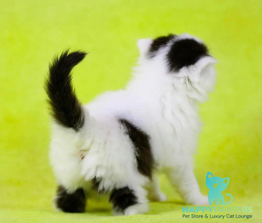 Eddi Scottish Straight male black tabby harlequin live animals