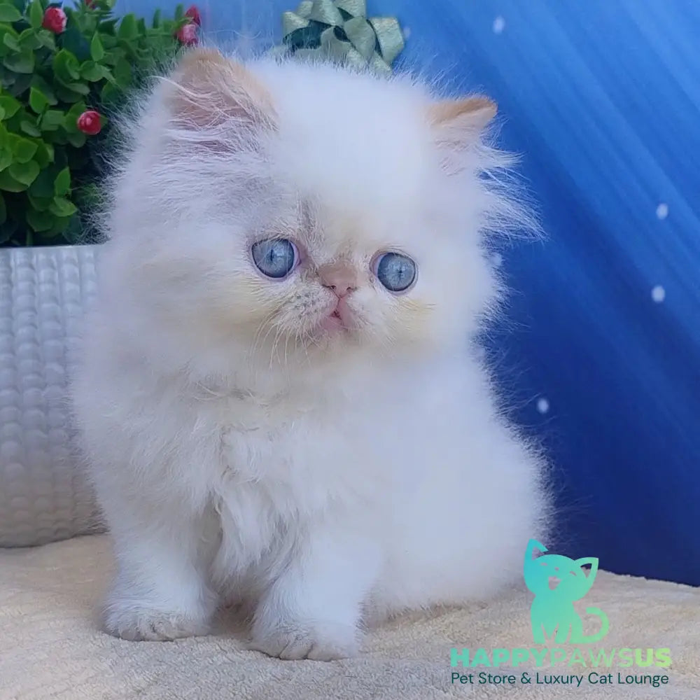 Eddie Persian male red pointed - live animals