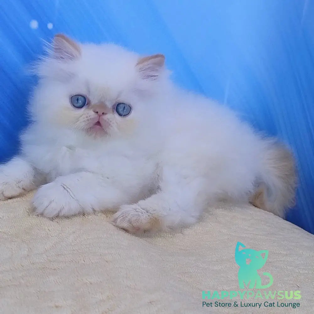 Eddie Persian male red pointed - live animals