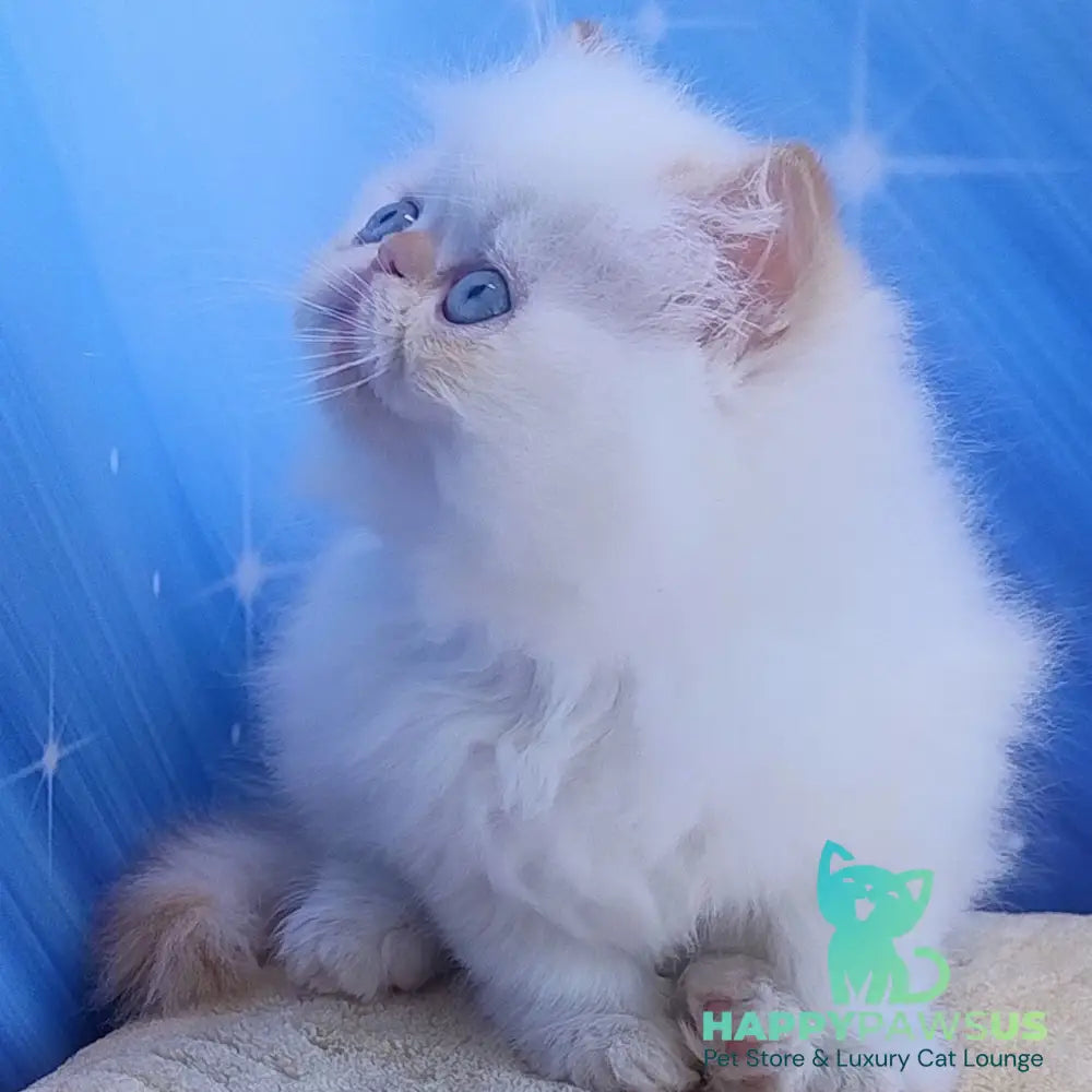 Eddie Persian male red pointed - live animals