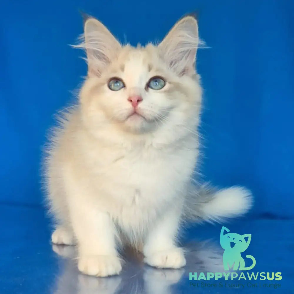 Eddie Siberian male blue bicolour tabby pointed - live animals