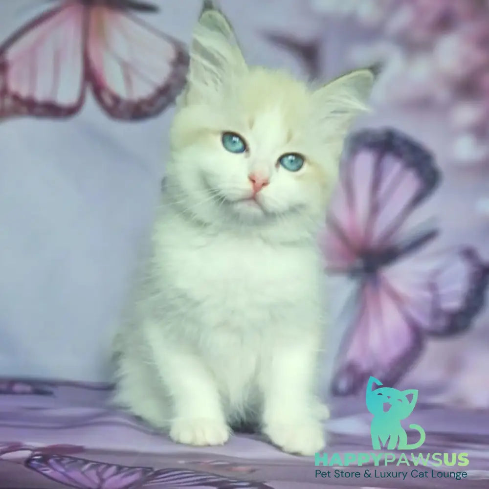 Eddie Siberian male blue bicolour tabby pointed - live animals