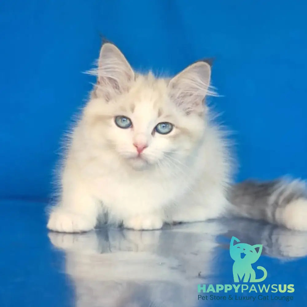Eddie Siberian male blue bicolour tabby pointed - live animals