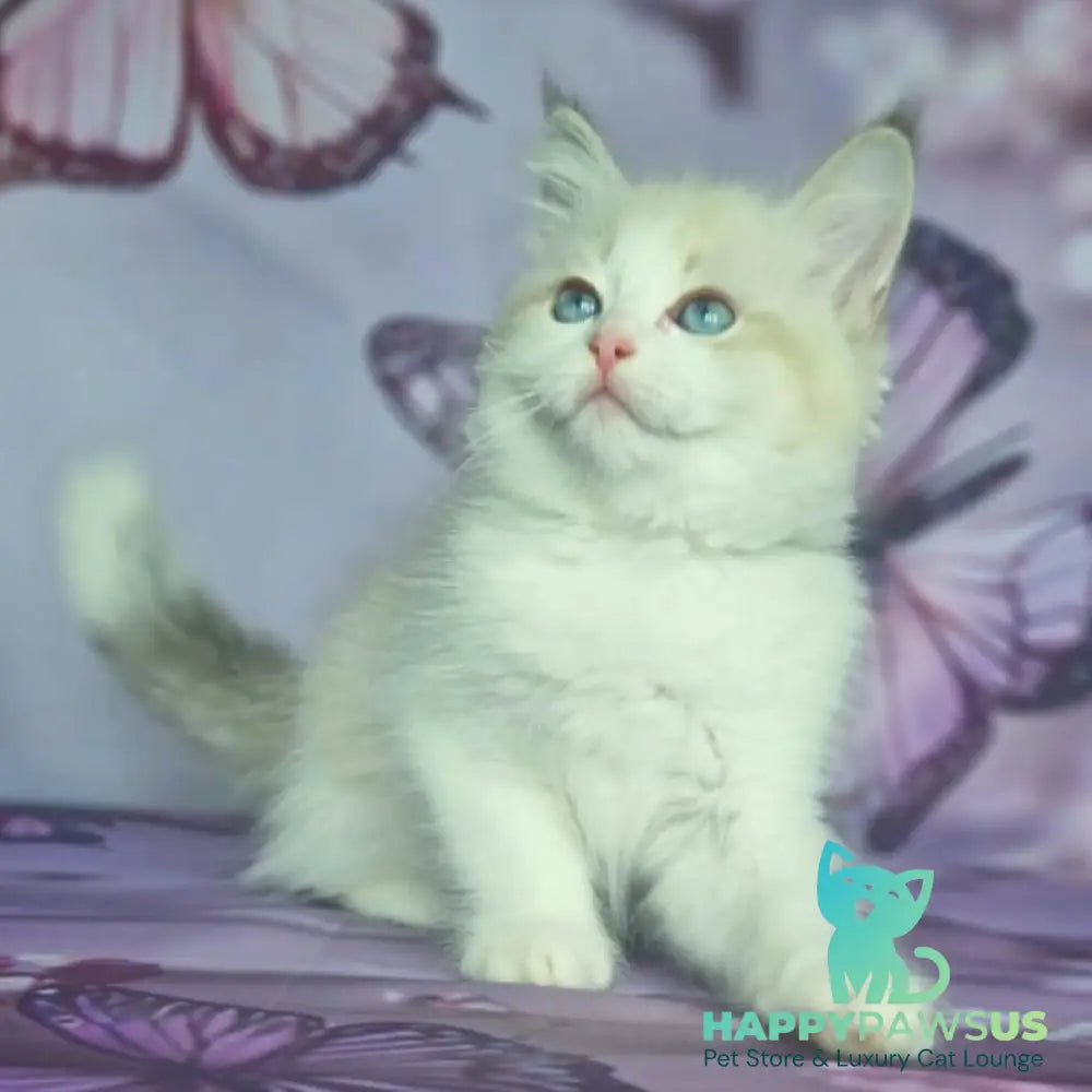 Eddie Siberian male blue bicolour tabby pointed - live animals