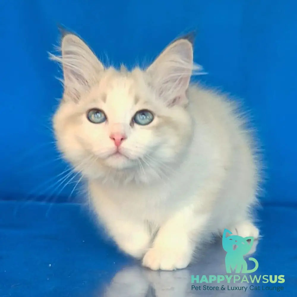 Eddie Siberian male blue bicolour tabby pointed - live animals