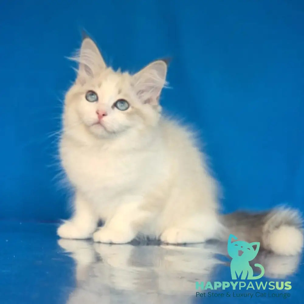 Eddie Siberian male blue bicolour tabby pointed - live animals