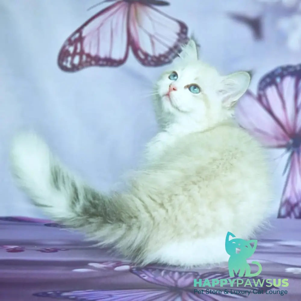 Eddie Siberian male blue bicolour tabby pointed - live animals