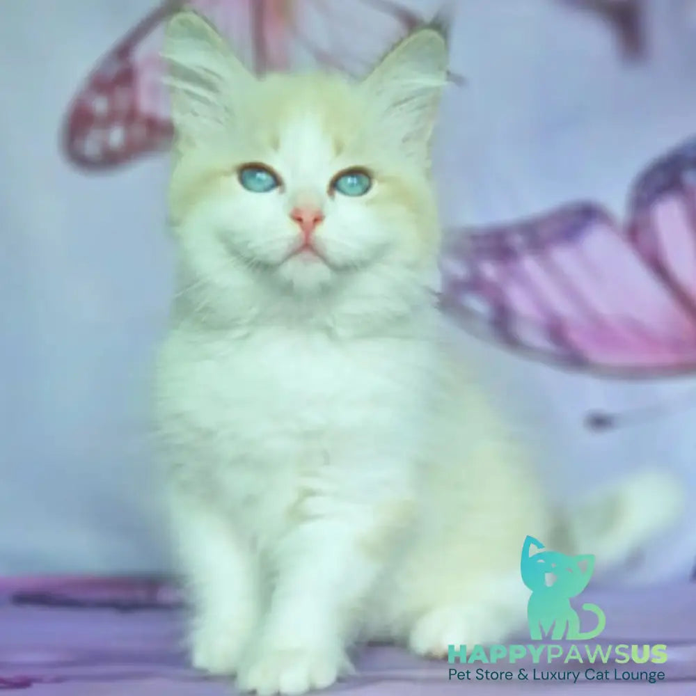 Eddie Siberian male blue bicolour tabby pointed - live animals