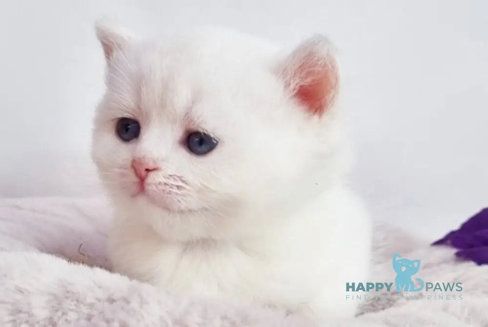 Eddy British Shorthair male black silver shaded pointed live animals