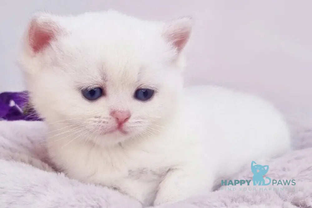 Eddy British Shorthair male black silver shaded pointed live animals