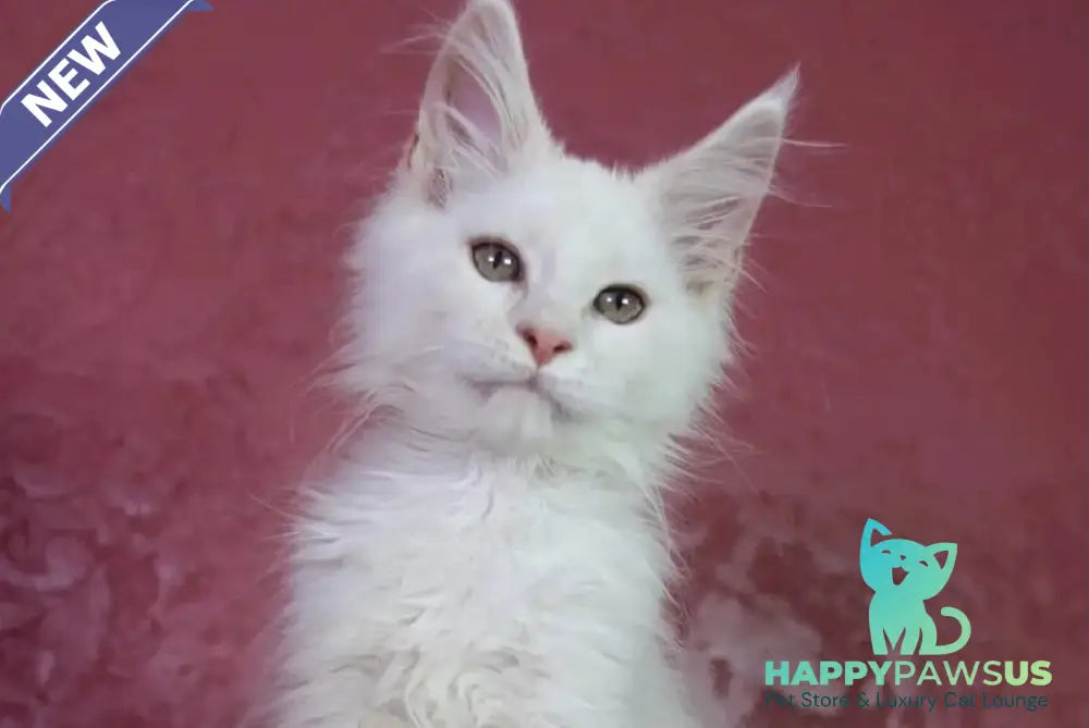 Eddy Maine Coon male cream silver chinchilla - live animals