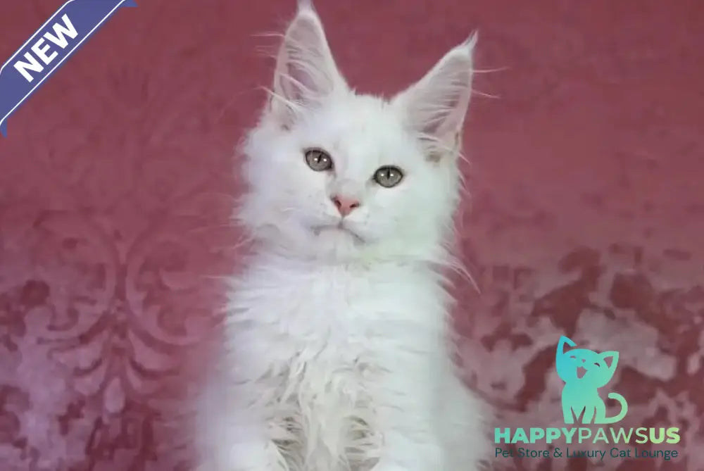 Eddy Maine Coon male cream silver chinchilla - live animals
