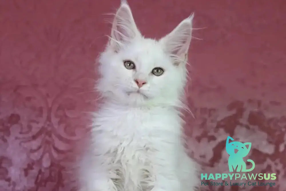 Eddy Maine Coon male cream silver chinchilla - live animals