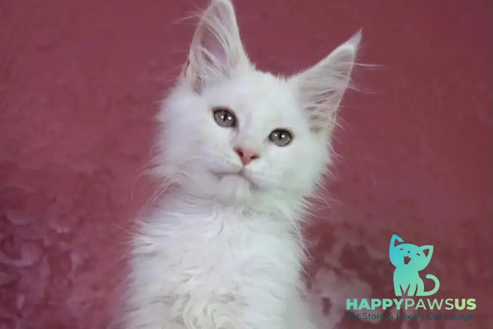 Eddy Maine Coon male cream silver chinchilla - live animals