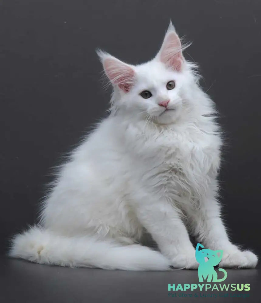 Edelweiss Maine Coon male white - live animals