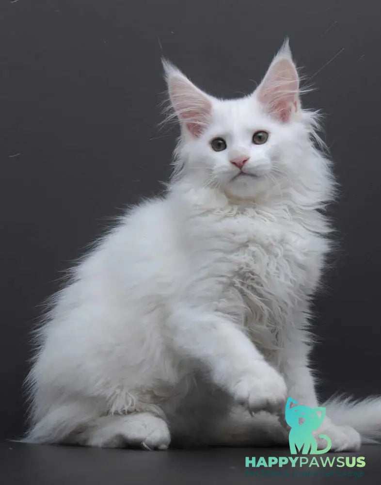 Edelweiss Maine Coon male white - live animals
